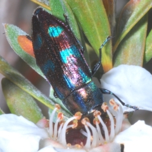 Melobasis purpurascens at Nimmo, NSW - 9 Feb 2023