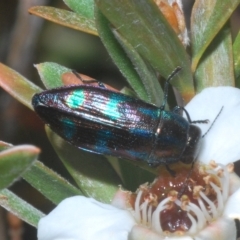 Melobasis purpurascens at Nimmo, NSW - 9 Feb 2023