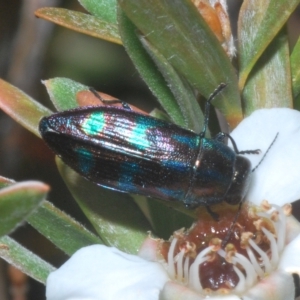 Melobasis purpurascens at Nimmo, NSW - 9 Feb 2023 11:51 PM