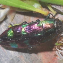 Melobasis purpurascens at Nimmo, NSW - 9 Feb 2023