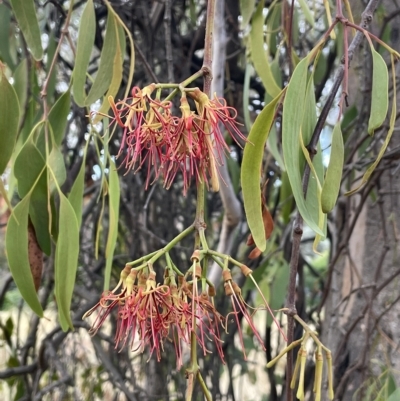 Amyema miquelii (Box Mistletoe) at Hackett, ACT - 12 Feb 2023 by JaneR