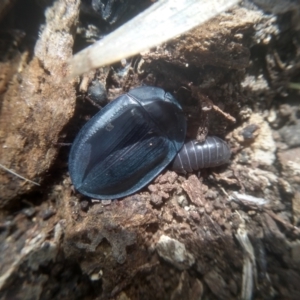 Pterohelaeus sp. (genus) at Cooma, NSW - 12 Feb 2023