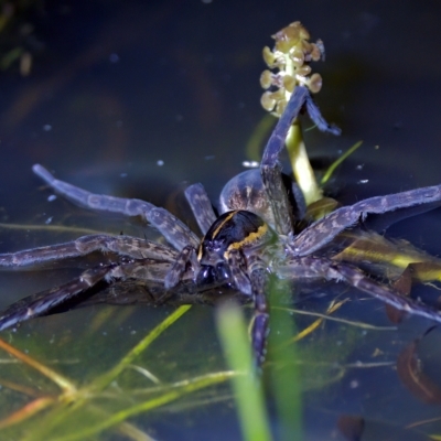 Dolomedes sp. (genus) (Fishing spider) at Stromlo, ACT - 11 Feb 2023 by KorinneM