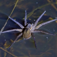 Dolomedes (genus) at Stromlo, ACT - 11 Feb 2023 10:11 PM