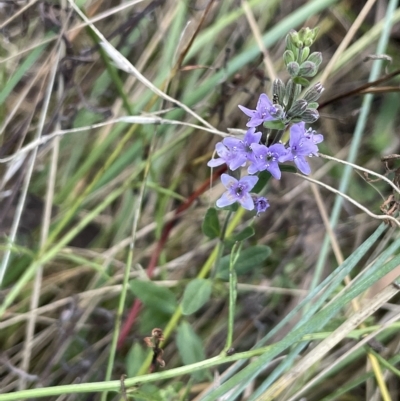 Mentha diemenica (Wild Mint, Slender Mint) at Hackett, ACT - 12 Feb 2023 by JaneR