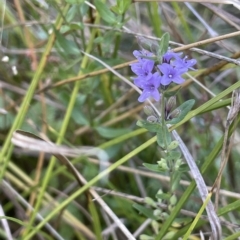 Mentha diemenica at Hackett, ACT - 12 Feb 2023