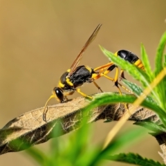 Sceliphron laetum (Common mud dauber wasp) at Stromlo, ACT - 10 Feb 2023 by Kenp12