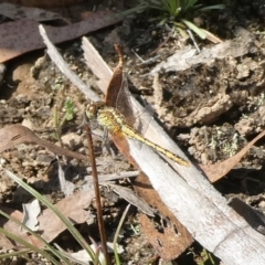 Diplacodes bipunctata (Wandering Percher) at Charleys Forest, NSW - 12 Feb 2023 by arjay