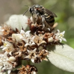 Lipotriches flavoviridis species group at Acton, ACT - 12 Feb 2023 by PeterA