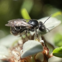 Lipotriches (Austronomia) ferricauda at Acton, ACT - 13 Feb 2023 10:44 AM