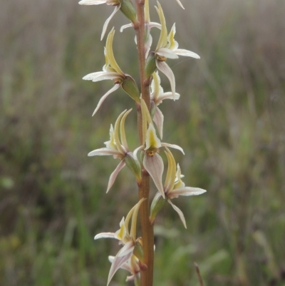 Prasophyllum petilum (Tarengo Leek Orchid) at Tarengo Reserve (Boorowa) - 23 Oct 2022 by michaelb