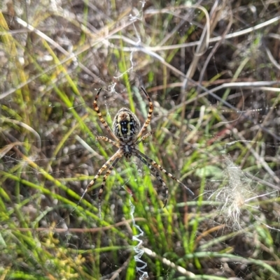Argiope trifasciata (Banded orb weaver) at Isabella Pond - 11 Feb 2023 by ExcitedEcologist