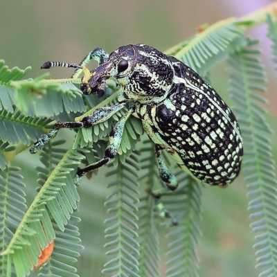 Chrysolopus spectabilis (Botany Bay Weevil) at Yackandandah, VIC - 13 Feb 2023 by KylieWaldon