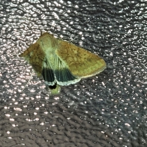 Helicoverpa punctigera at Holt, ACT - 12 Feb 2023