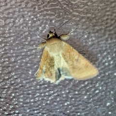 Helicoverpa punctigera at Holt, ACT - 12 Feb 2023