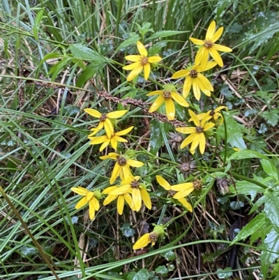 Senecio vagus subsp. vagus (Saw Groundsel) at Namadgi National Park - 30 Jan 2023 by Tapirlord