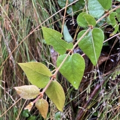 Platylobium montanum subsp. montanum (Mountain Flat Pea) at Namadgi National Park - 30 Jan 2023 by Tapirlord