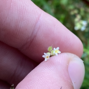 Myosotis australis at Cotter River, ACT - 30 Jan 2023 12:29 PM