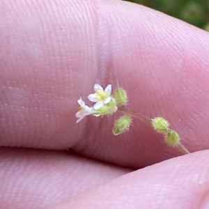 Myosotis australis at Cotter River, ACT - 30 Jan 2023 12:29 PM