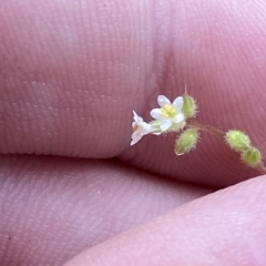 Myosotis australis at Cotter River, ACT - 30 Jan 2023