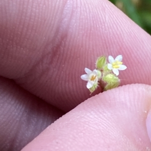 Myosotis australis at Cotter River, ACT - 30 Jan 2023 12:29 PM