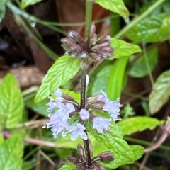 Mentha laxiflora at Cotter River, ACT - 30 Jan 2023