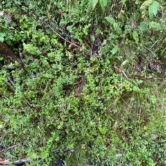 Mentha laxiflora at Cotter River, ACT - 30 Jan 2023