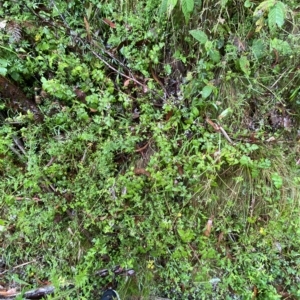 Mentha laxiflora at Cotter River, ACT - 30 Jan 2023