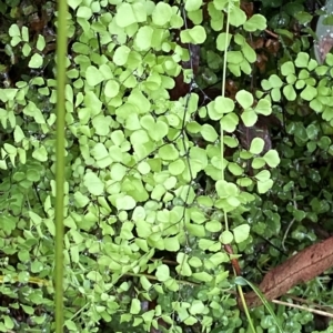 Adiantum aethiopicum at Cotter River, ACT - suppressed