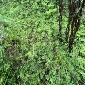 Adiantum aethiopicum at Cotter River, ACT - suppressed