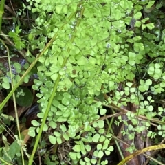 Adiantum aethiopicum at Cotter River, ACT - 30 Jan 2023