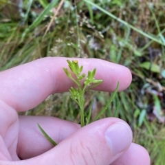 Senecio diaschides (Erect Groundsel) at Namadgi National Park - 30 Jan 2023 by Tapirlord