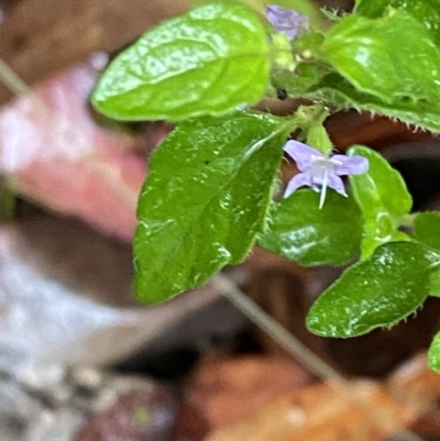 Mentha diemenica (Wild Mint, Slender Mint) at Namadgi National Park - 29 Jan 2023 by Tapirlord