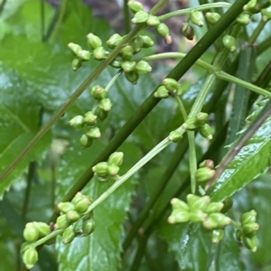 Sambucus gaudichaudiana at Namadgi National Park - 30 Jan 2023