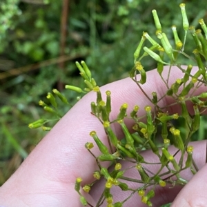 Senecio minimus at Cotter River, ACT - 30 Jan 2023 10:26 AM