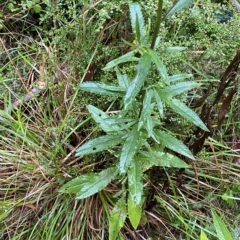 Senecio minimus at Cotter River, ACT - 30 Jan 2023 10:26 AM