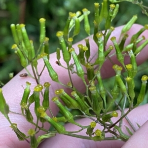 Senecio minimus at Cotter River, ACT - 30 Jan 2023 10:26 AM