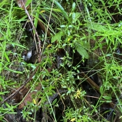 Gonocarpus tetragynus (Common Raspwort) at Namadgi National Park - 29 Jan 2023 by Tapirlord