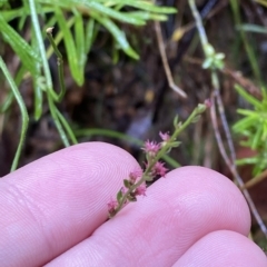 Gonocarpus tetragynus at Cotter River, ACT - 30 Jan 2023