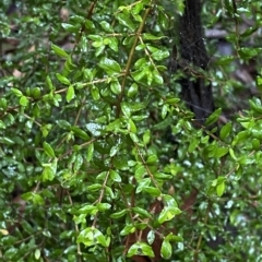 Coprosma quadrifida (Prickly Currant Bush, Native Currant) at Namadgi National Park - 29 Jan 2023 by Tapirlord