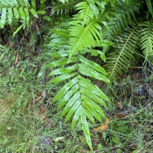 Blechnum minus at Cotter River, ACT - 30 Jan 2023