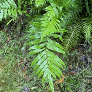 Blechnum minus at Cotter River, ACT - 30 Jan 2023