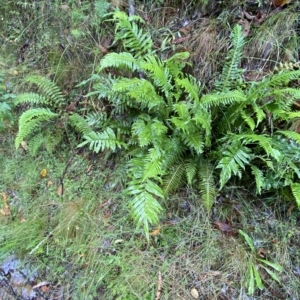 Blechnum minus at Cotter River, ACT - 30 Jan 2023