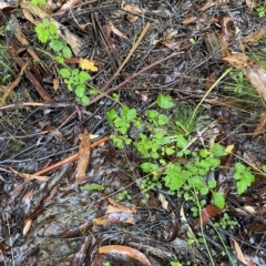 Rubus parvifolius (Native Raspberry) at Cotter River, ACT - 29 Jan 2023 by Tapirlord