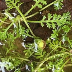 Leptinella filicula (Mountain Cotula) at Lower Cotter Catchment - 29 Jan 2023 by Tapirlord