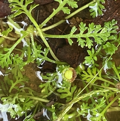 Leptinella filicula (Mountain Cotula) at Lower Cotter Catchment - 29 Jan 2023 by Tapirlord