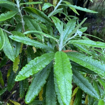 Bedfordia arborescens (Blanket Bush) at Namadgi National Park - 29 Jan 2023 by Tapirlord