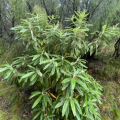 Bedfordia arborescens at Cotter River, ACT - 30 Jan 2023