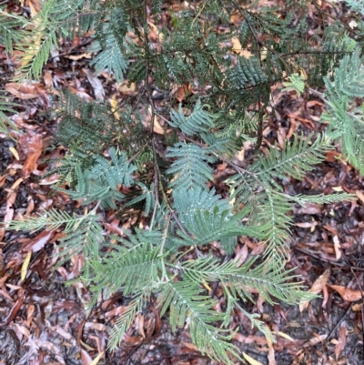 Acacia dealbata (Silver Wattle) at Cotter River, ACT - 29 Jan 2023 by Tapirlord