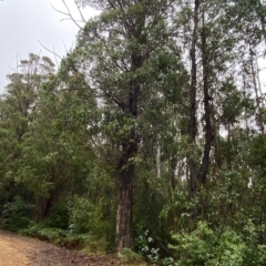 Eucalyptus fastigata (Brown Barrel) at Lower Cotter Catchment - 29 Jan 2023 by Tapirlord